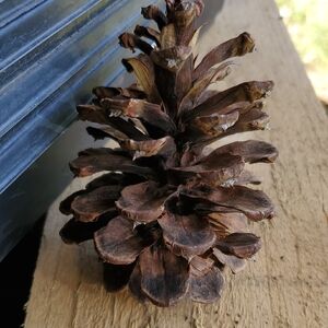 Natural Brown Pine Cone